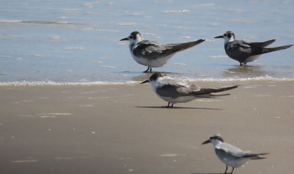 Arctic Tern - ML623024445