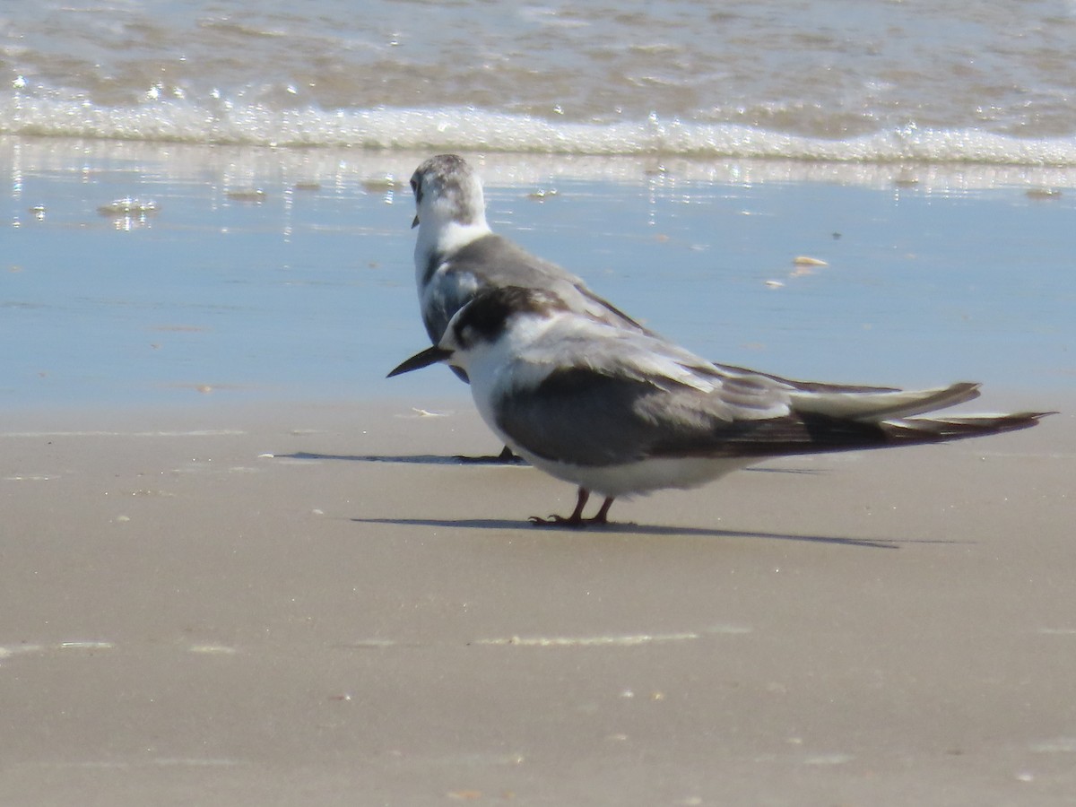 Arctic Tern - ML623024446