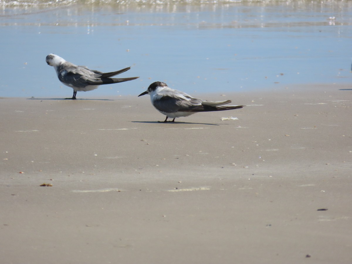 Arctic Tern - ML623024447