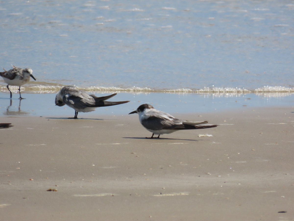 Arctic Tern - ML623024448