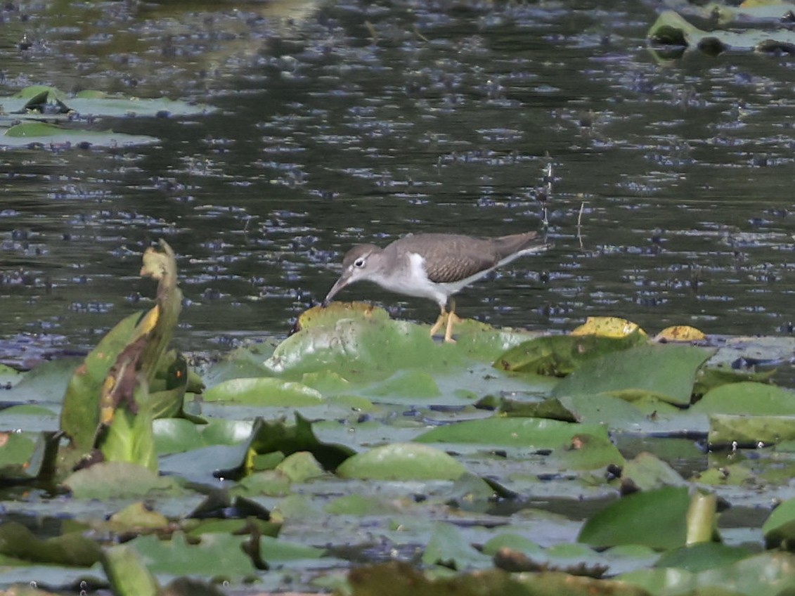 Spotted Sandpiper - ML623024452