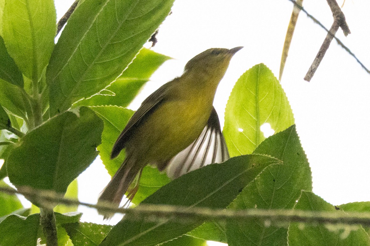 Choco Warbler - Rich Kostecke