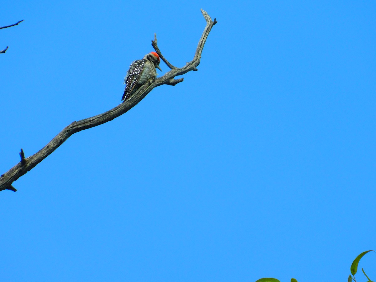 Ladder-backed Woodpecker - Brenda Ledesma Corona