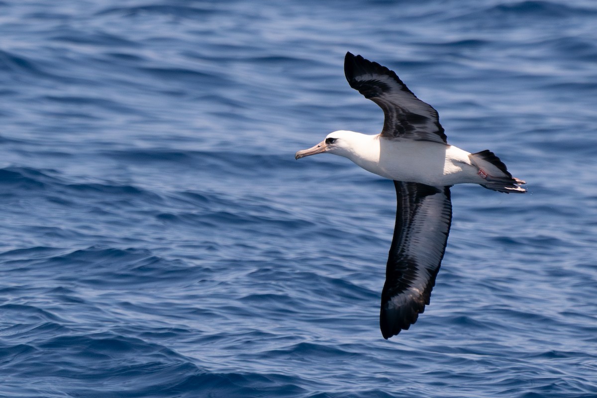 Laysan Albatross - ML623024466