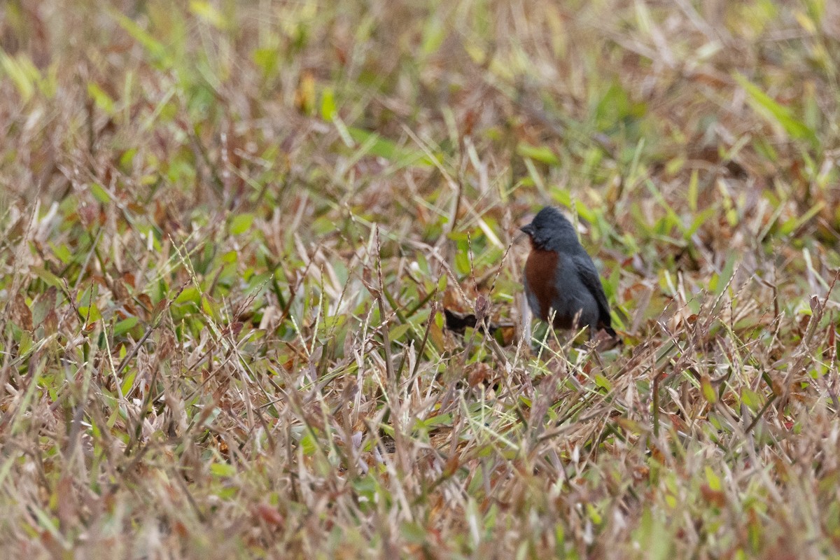 Chestnut-bellied Seedeater - Brendan Fogarty