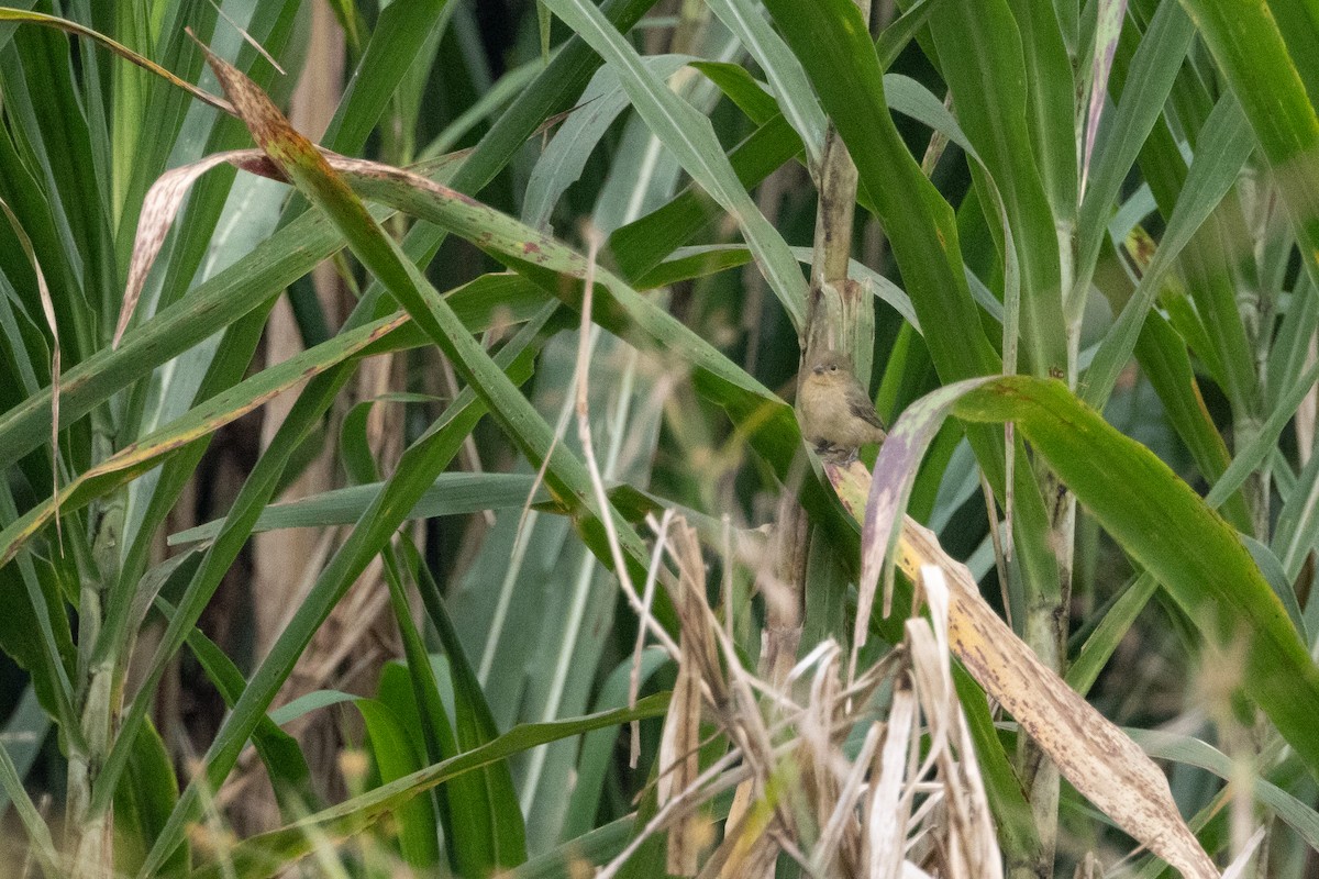 Chestnut-bellied Seedeater - ML623024482