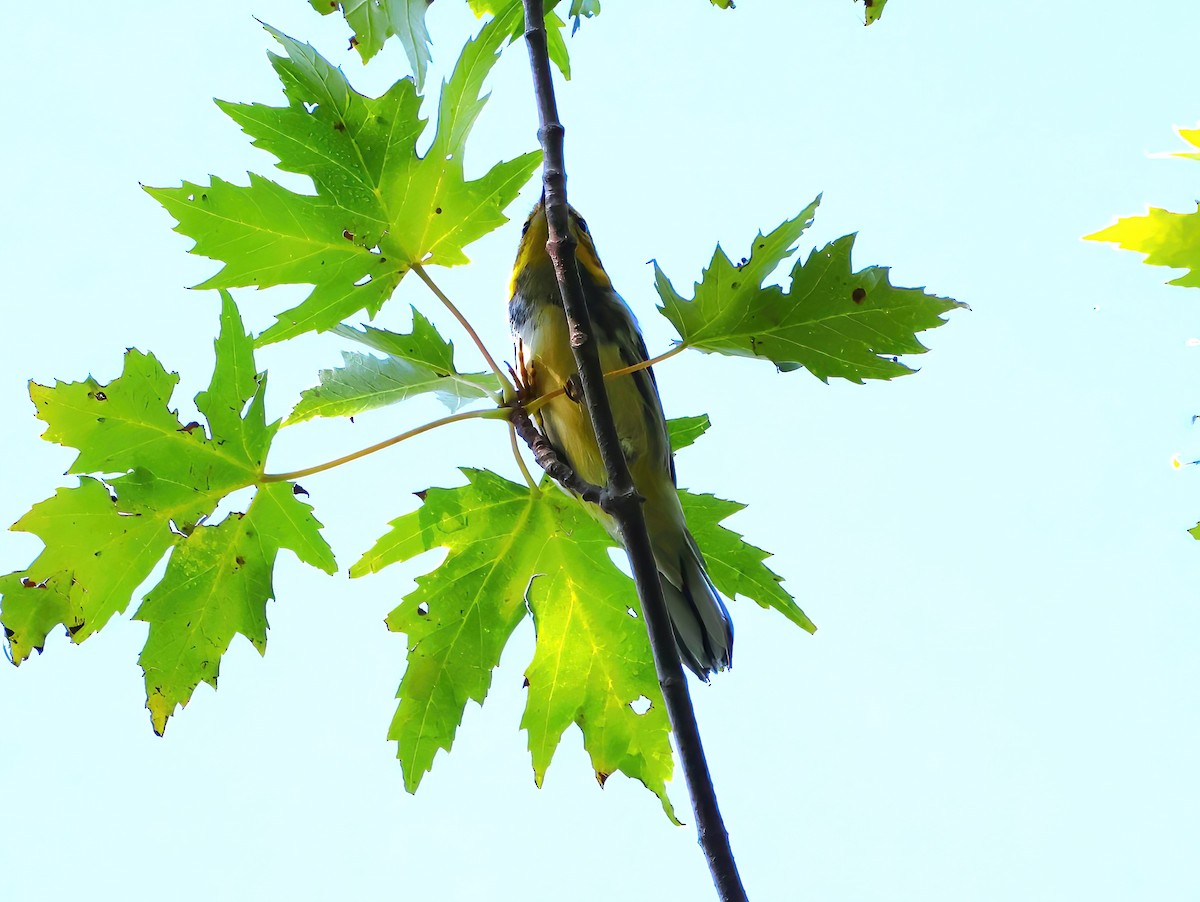 Black-throated Green Warbler - ML623024489