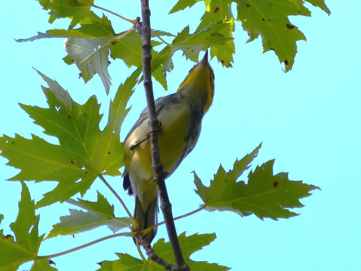 Black-throated Green Warbler - ML623024490