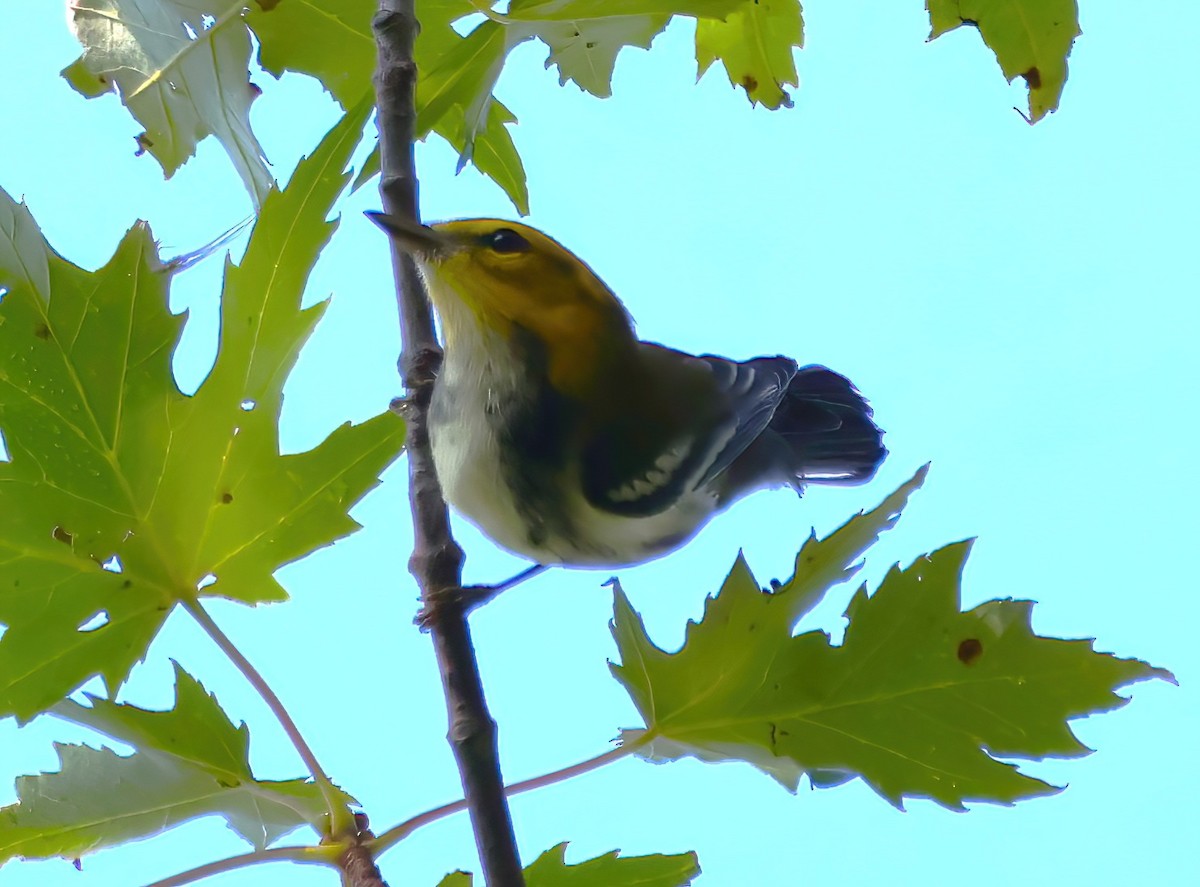 Black-throated Green Warbler - ML623024491