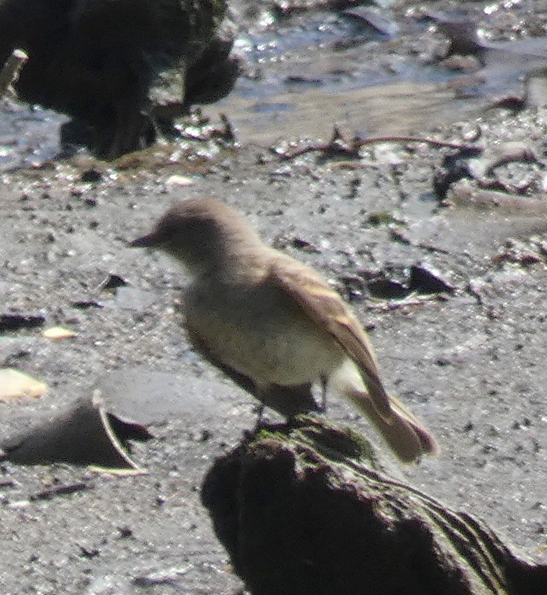 Alder/Willow Flycatcher (Traill's Flycatcher) - ML623024501