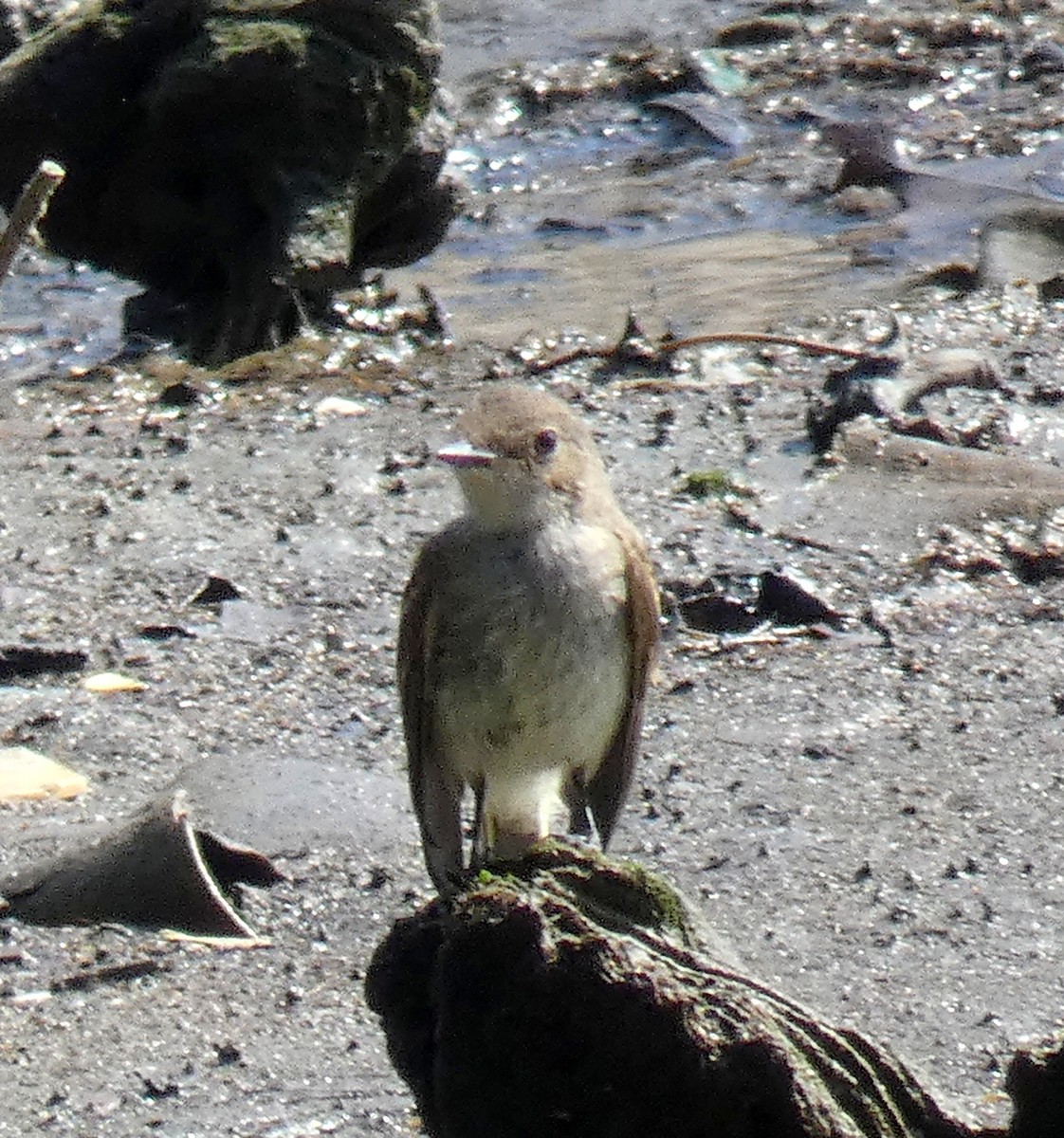 Alder/Willow Flycatcher (Traill's Flycatcher) - ML623024502