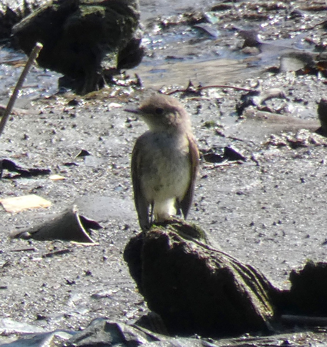 Alder/Willow Flycatcher (Traill's Flycatcher) - ML623024503