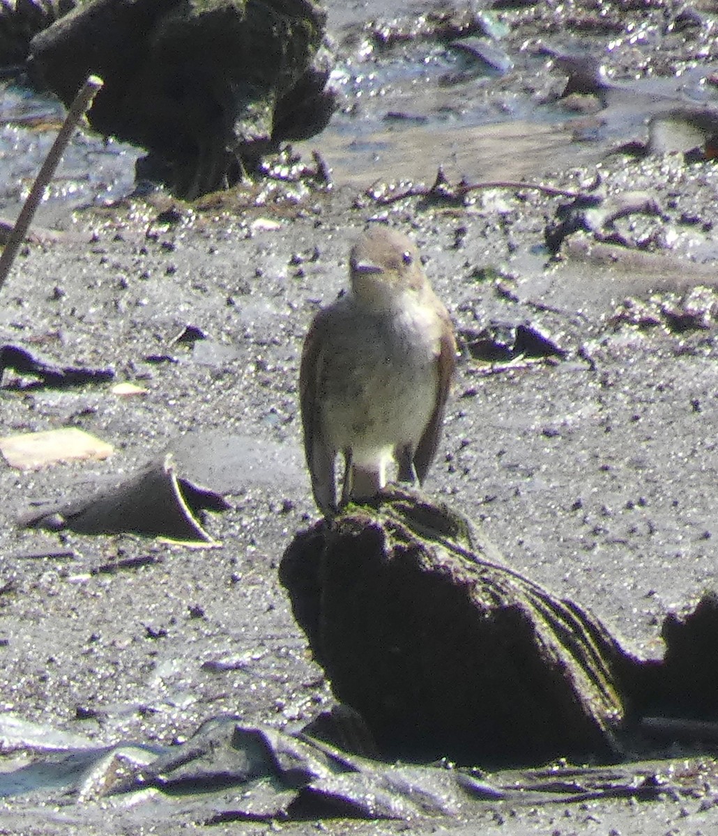 Alder/Willow Flycatcher (Traill's Flycatcher) - ML623024504