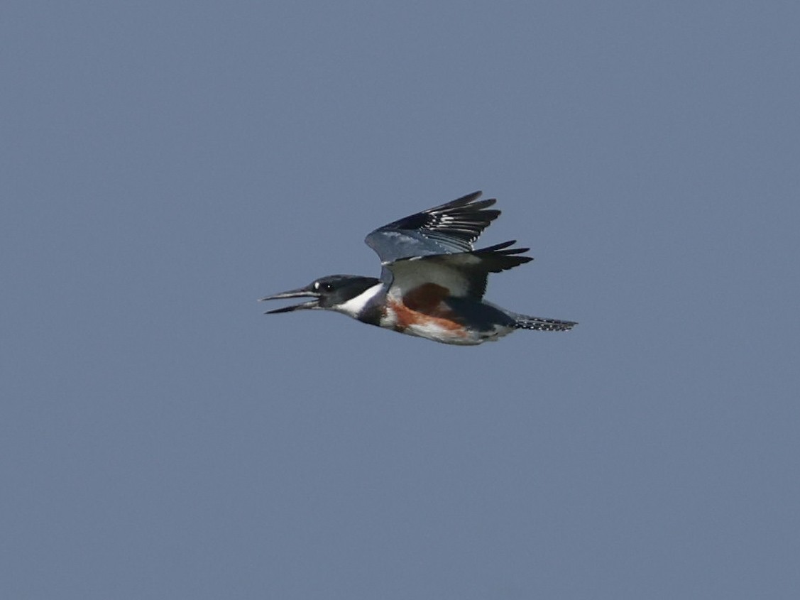 Belted Kingfisher - ML623024531