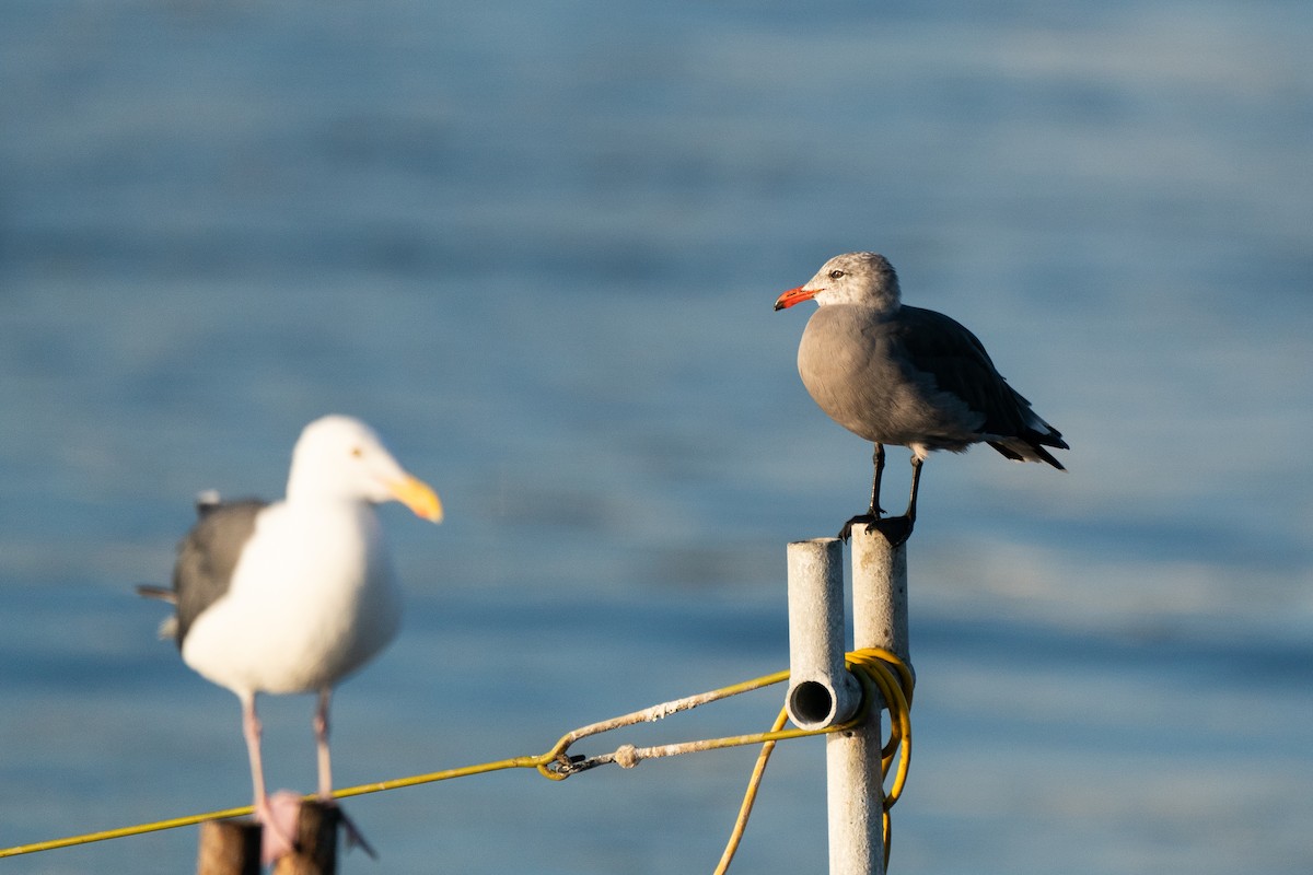 Heermann's Gull - ML623024571