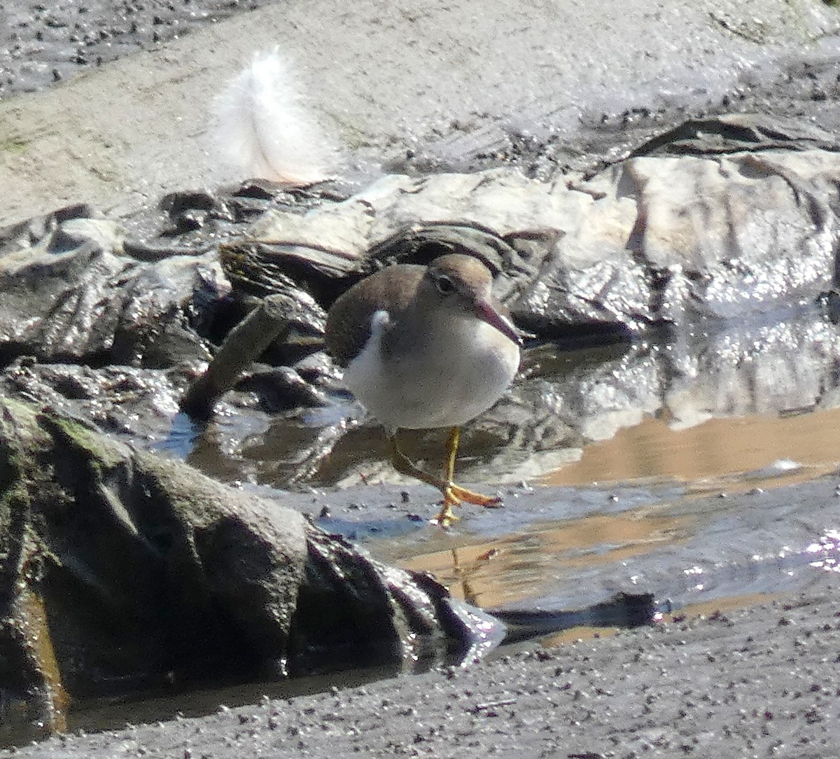 Spotted Sandpiper - ML623024573