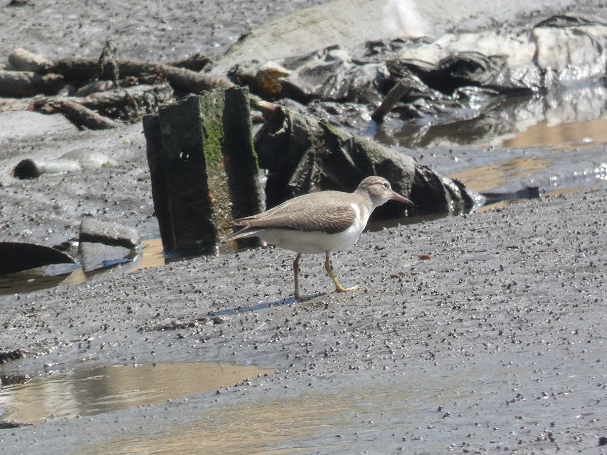 Spotted Sandpiper - ML623024574