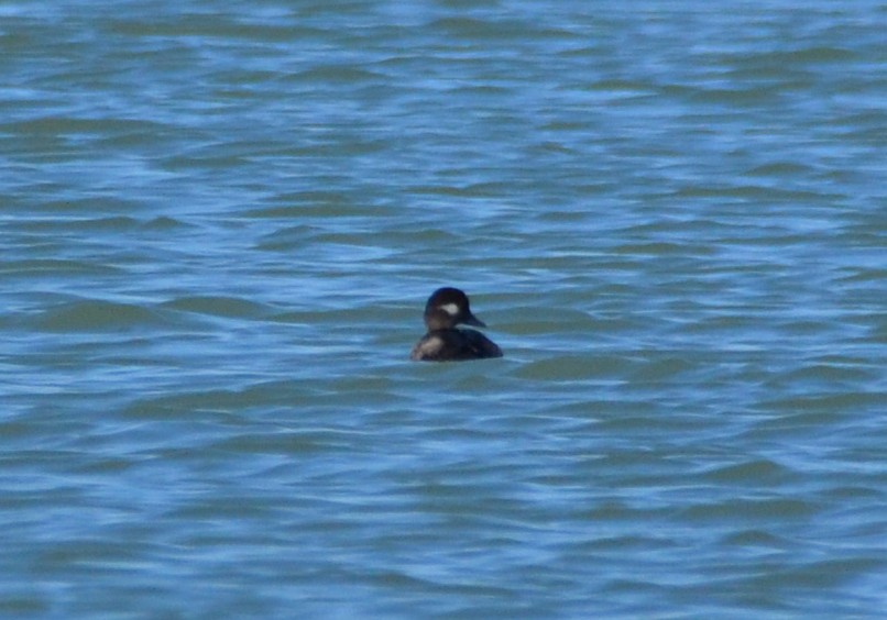 Bufflehead - ML623024624