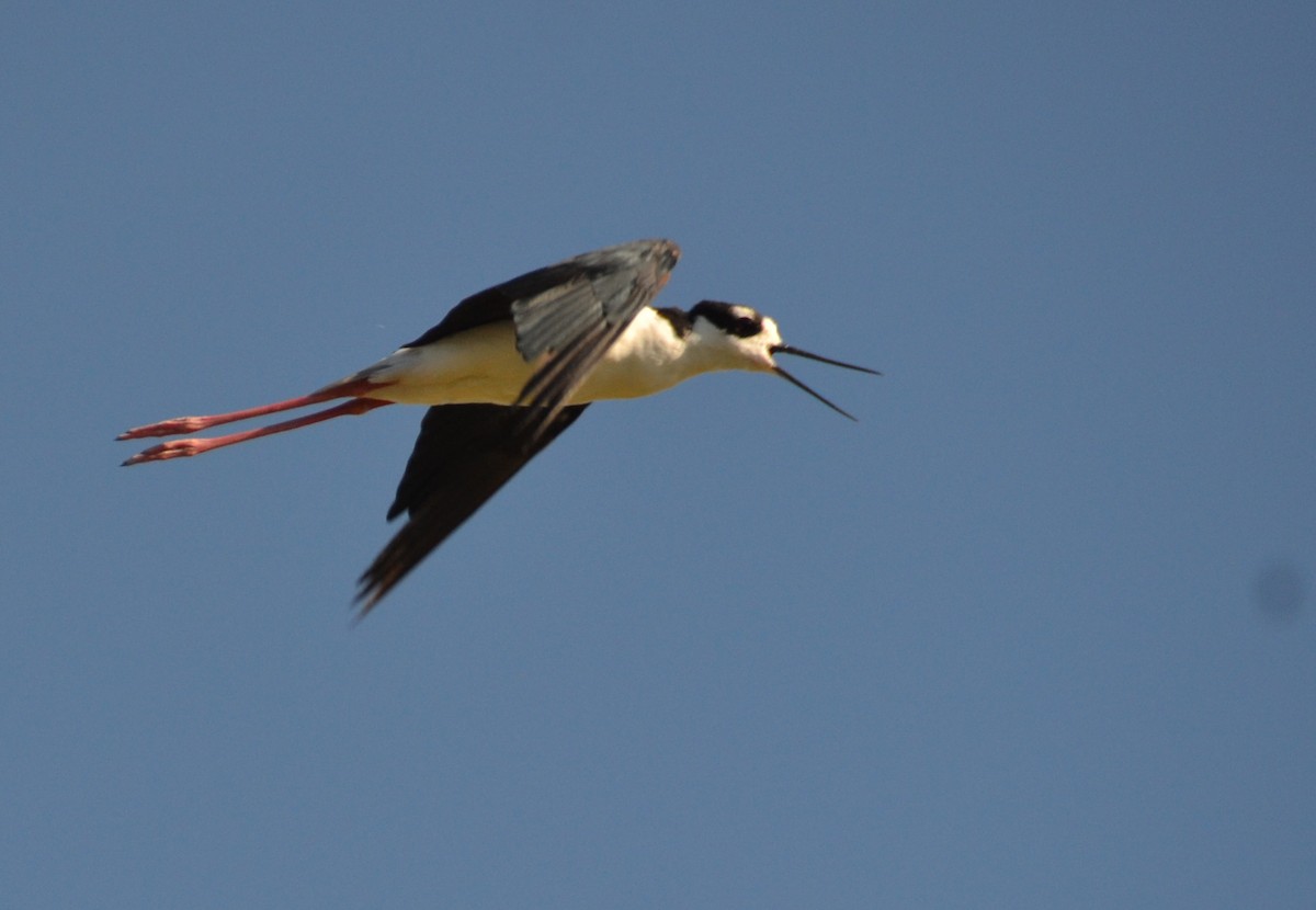 Black-necked Stilt - ML623024671