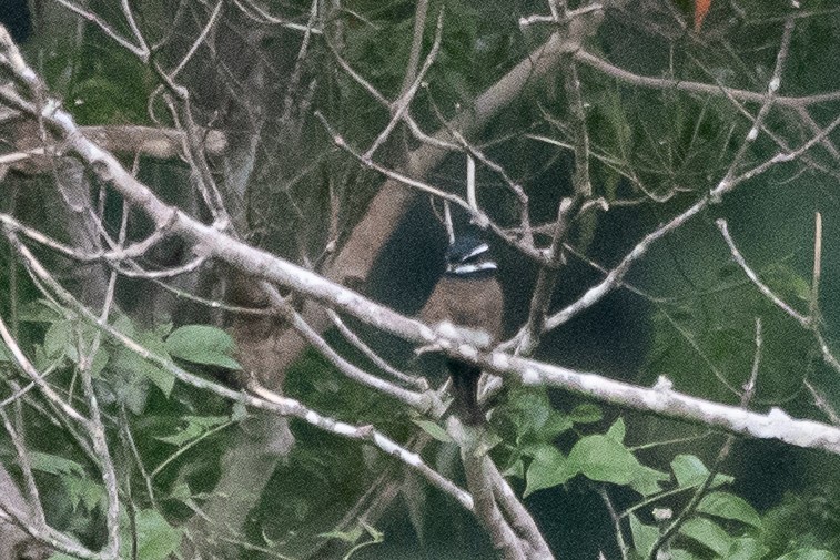 Whiskered Treeswift - ML623024673