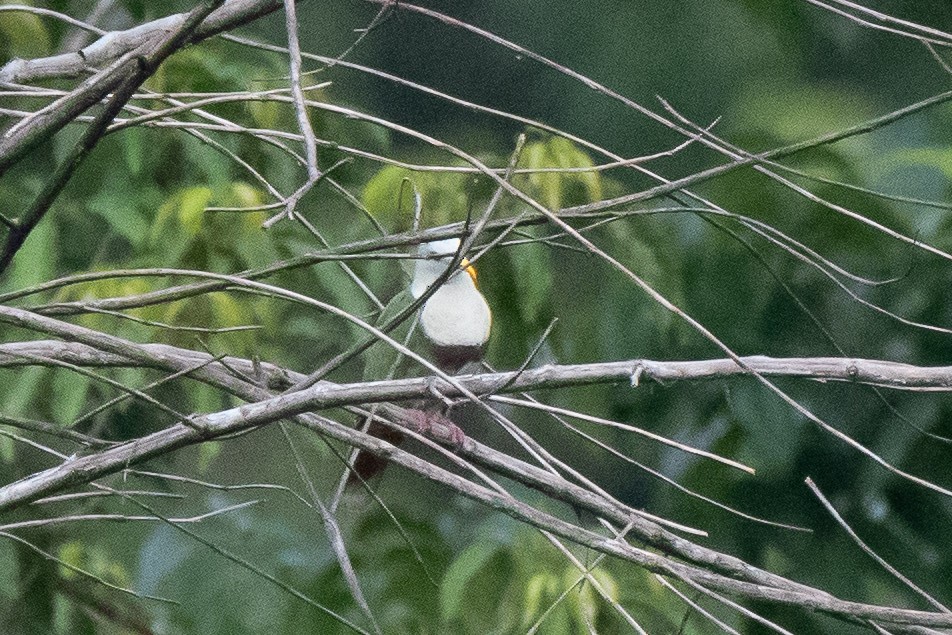 Black-chinned Fruit-Dove - ML623024688