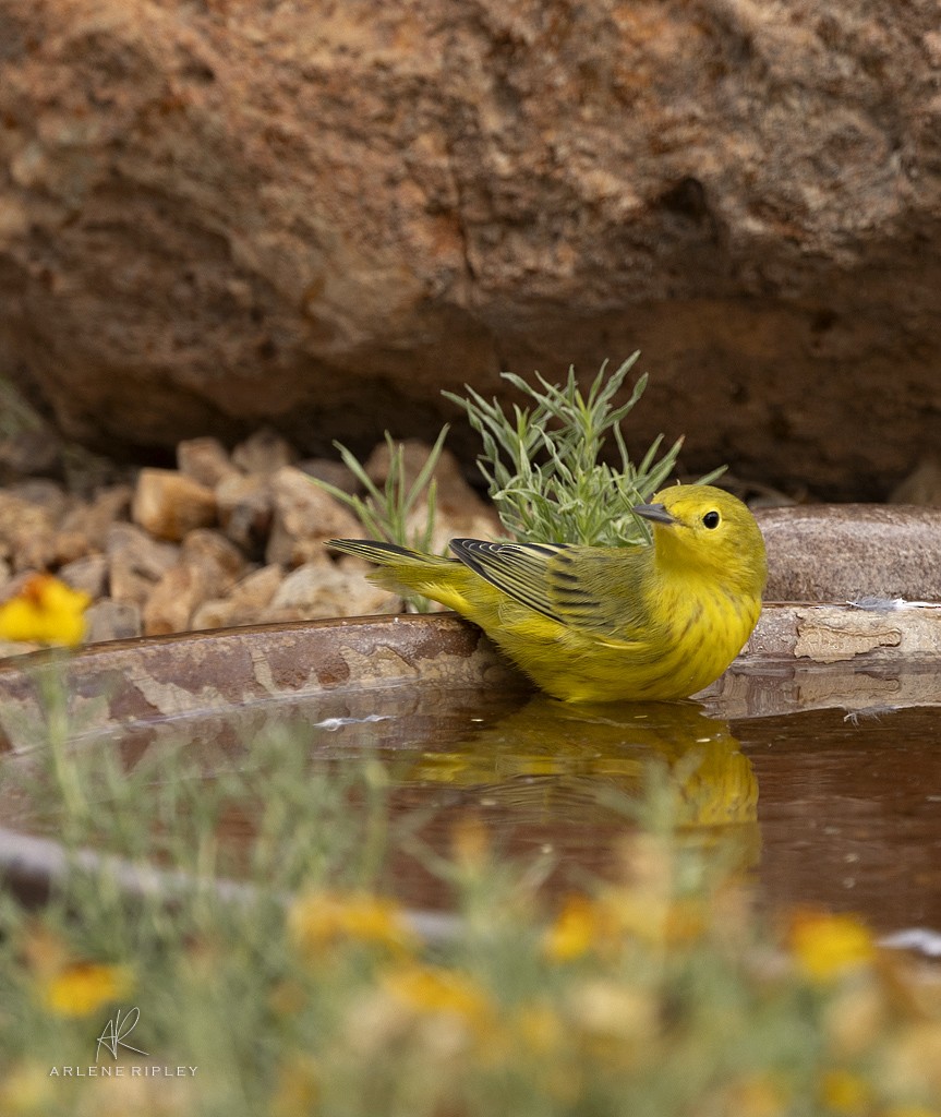 Yellow Warbler - ML623024702