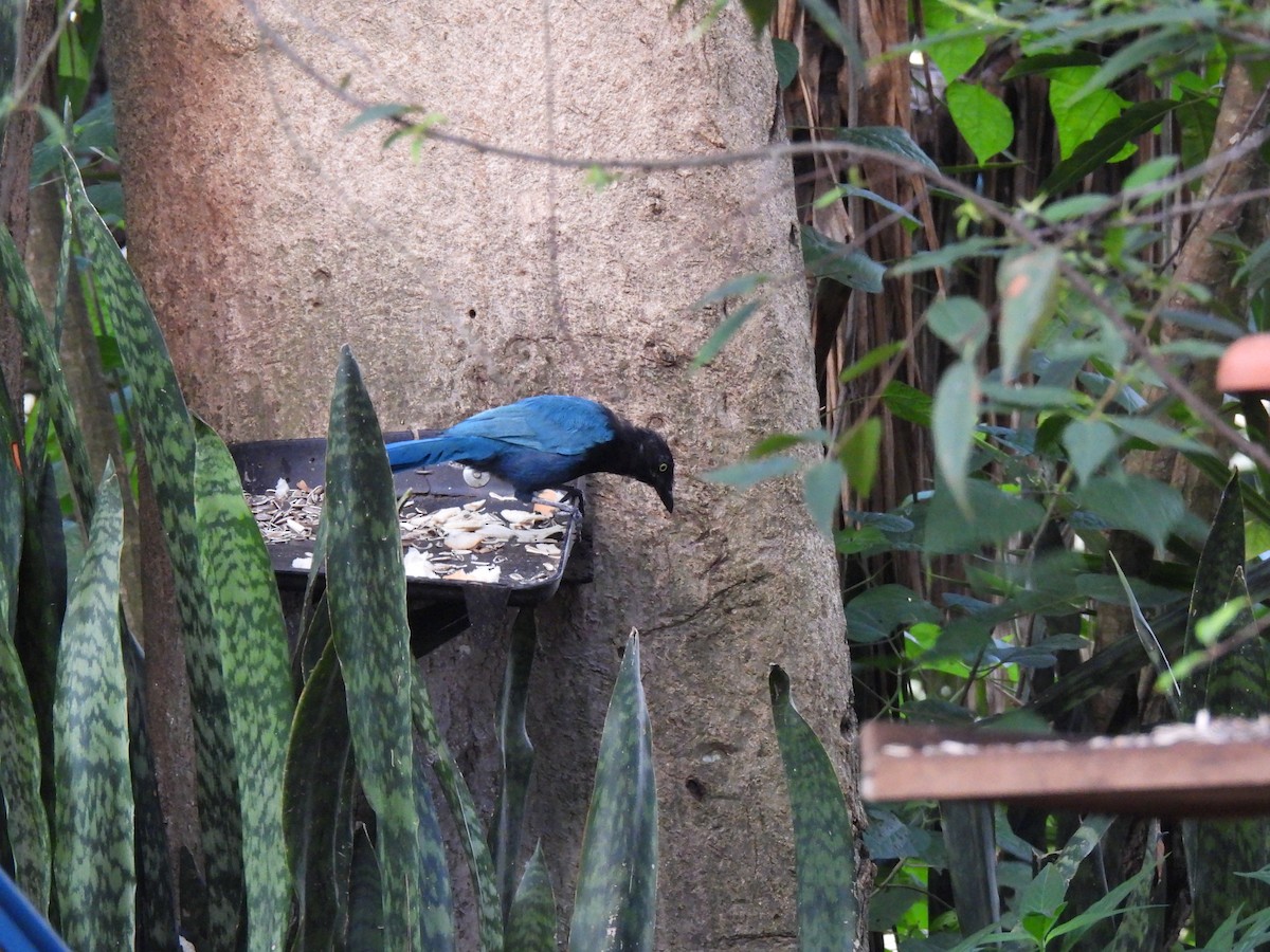 Bushy-crested Jay - ML623024777