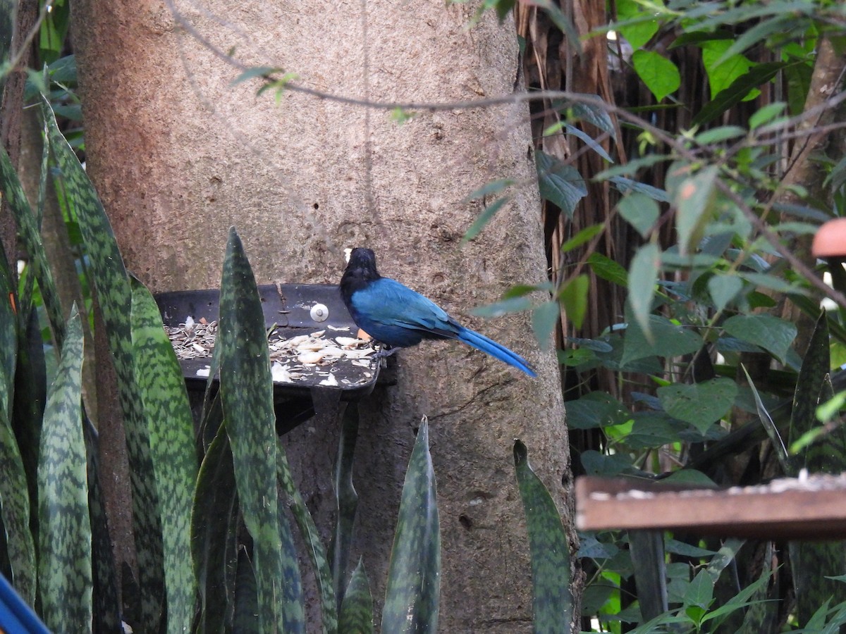 Bushy-crested Jay - ML623024782