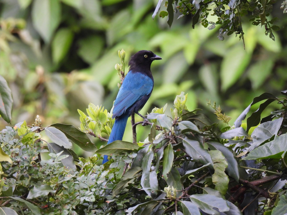 Bushy-crested Jay - ML623024784