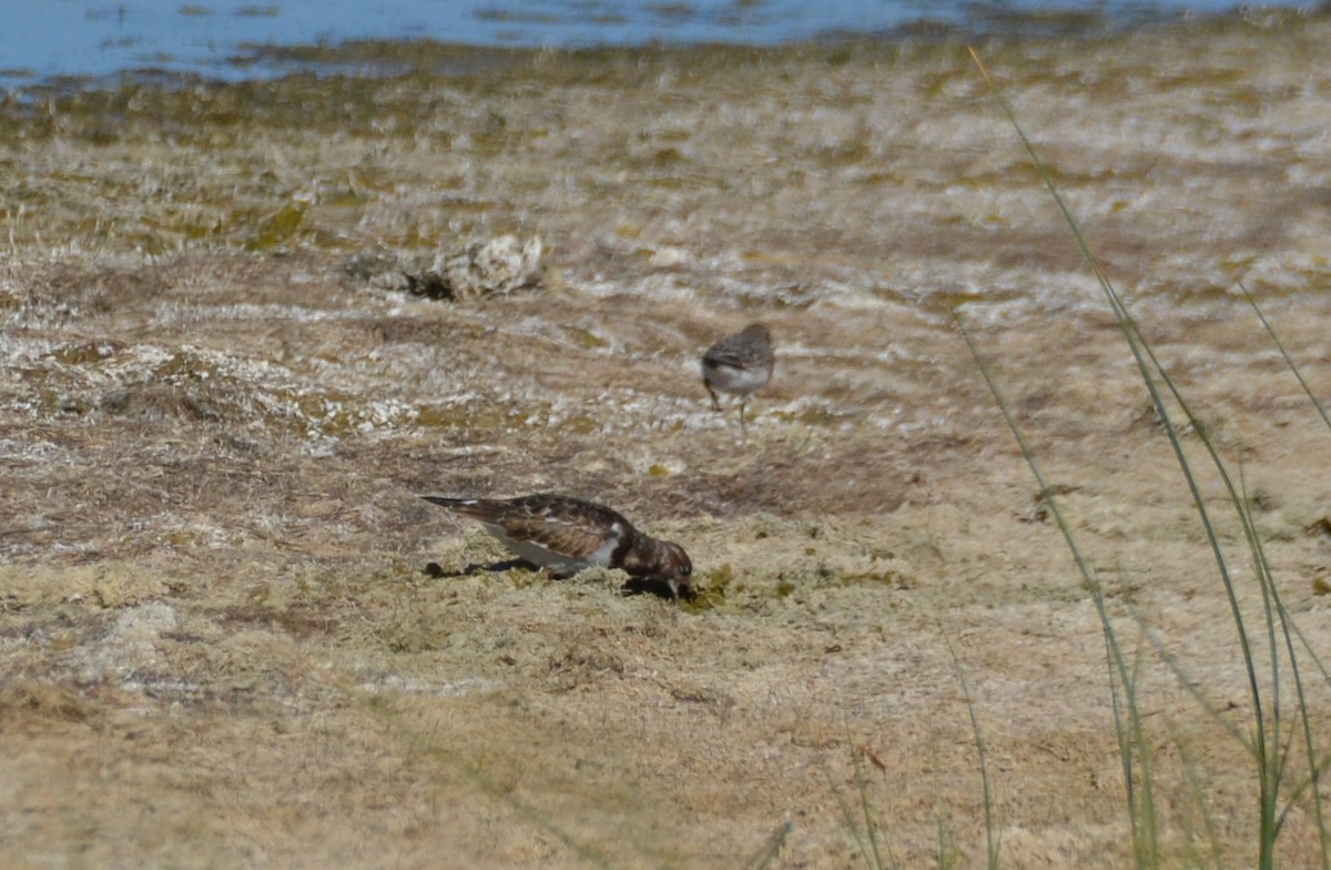 Ruddy Turnstone - ML623024792