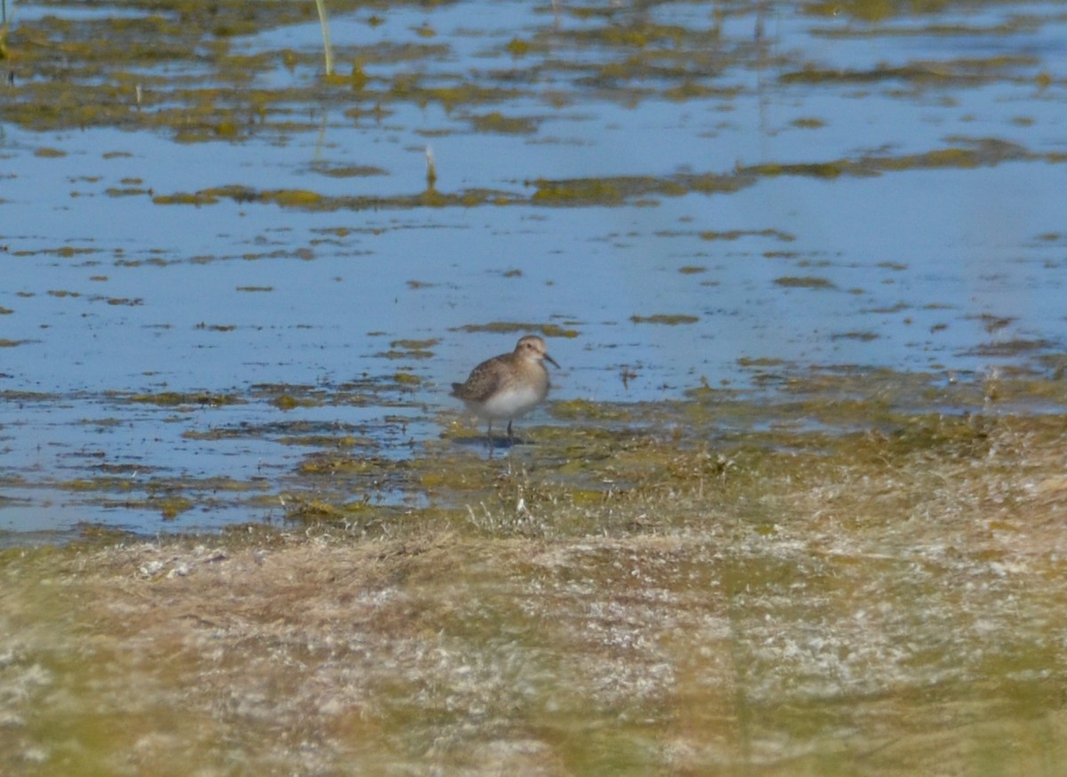 Baird's Sandpiper - ML623024809