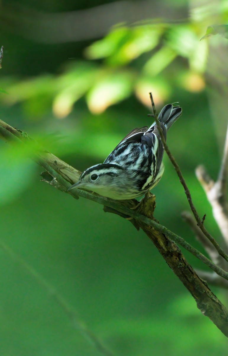 Black-and-white Warbler - ML623024922