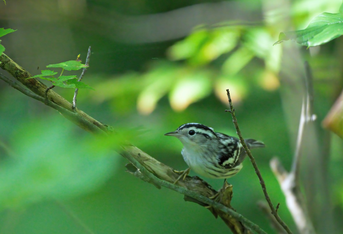 Black-and-white Warbler - Sylvain Lapointe