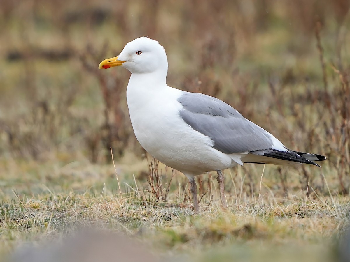 Mongolian Gull - Larus mongolicus - Birds of the World