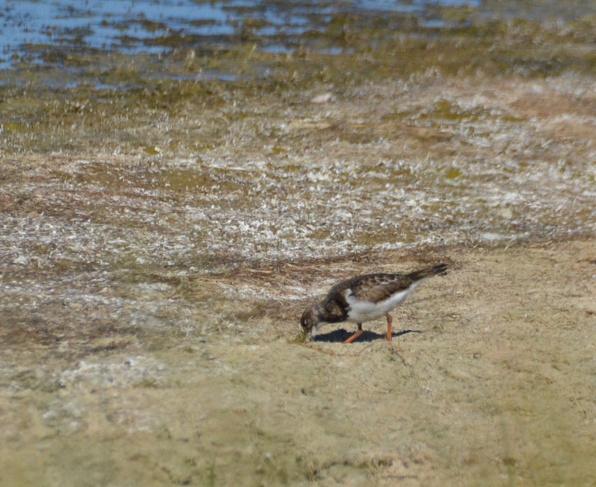 Ruddy Turnstone - ML623024956