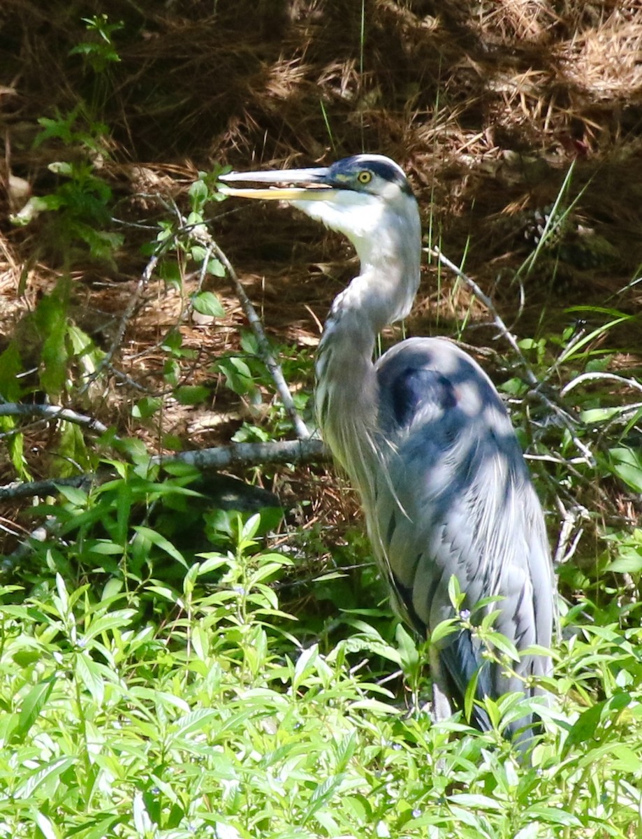 Great Blue Heron - ML623024961