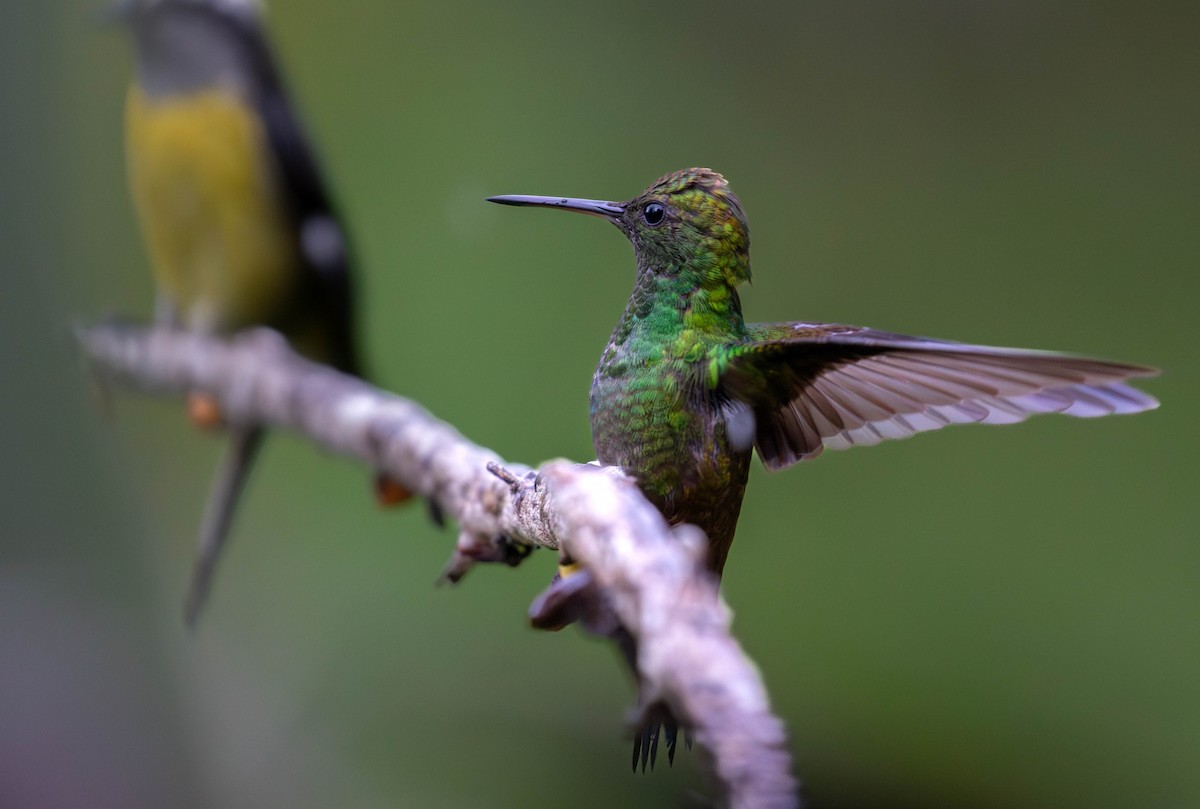 Copper-rumped Hummingbird - ML623024964