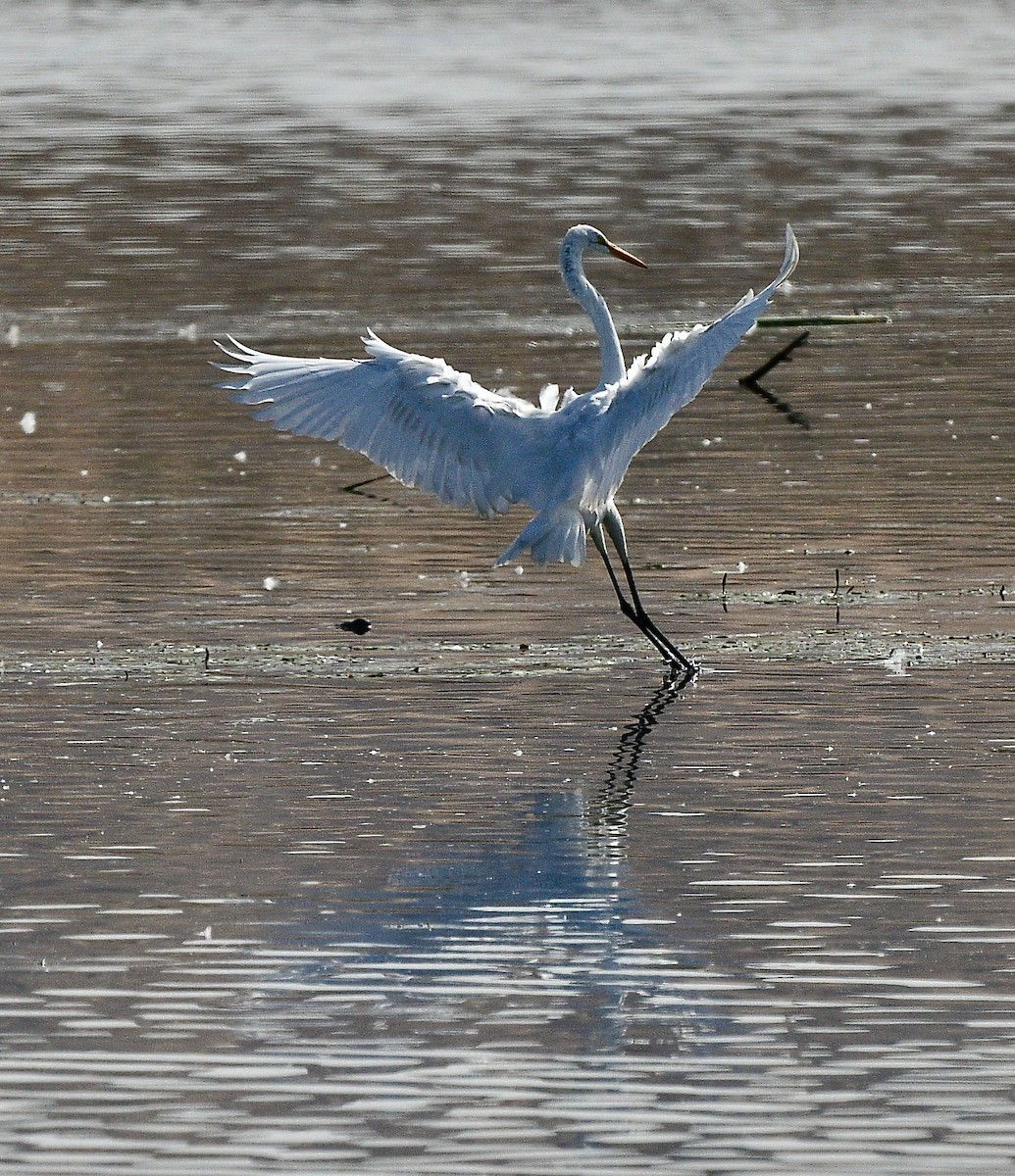 大白鷺 - ML623024987