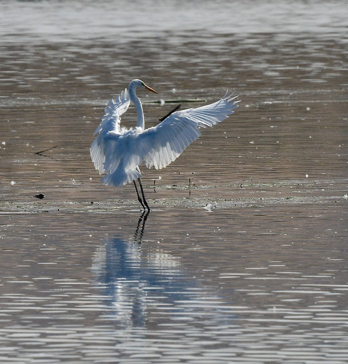 Great Egret - ML623024996