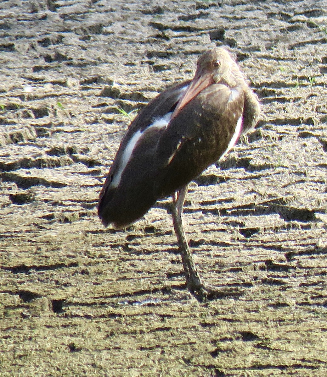 White Ibis - ML623024998