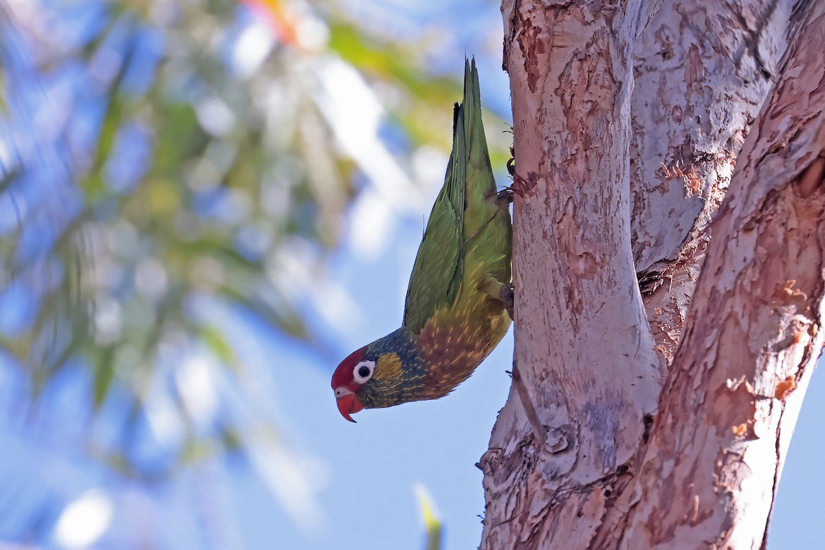 Varied Lorikeet - ML623025103