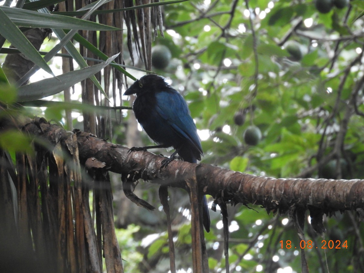 Bushy-crested Jay - ML623025182