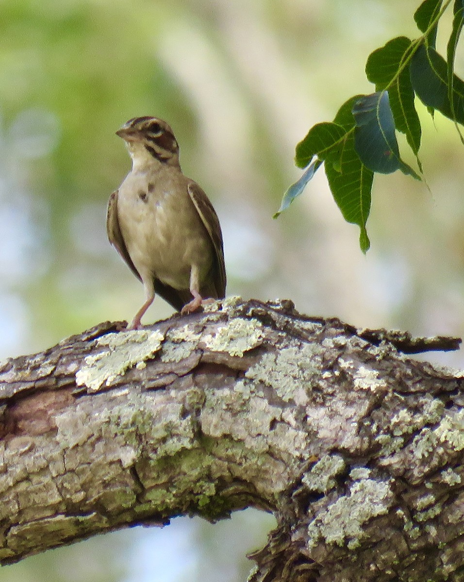 Lark Sparrow - ML623025228