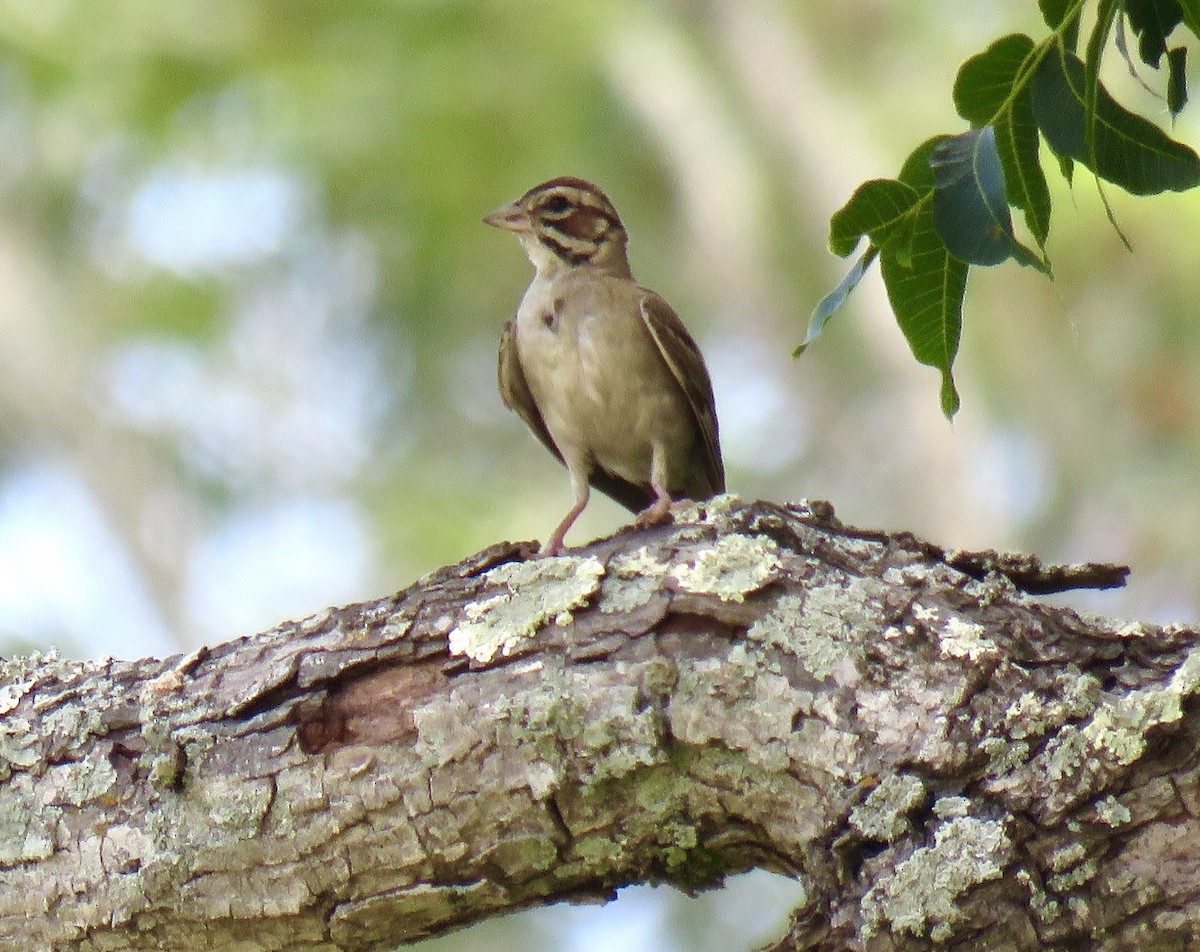 Lark Sparrow - ML623025229