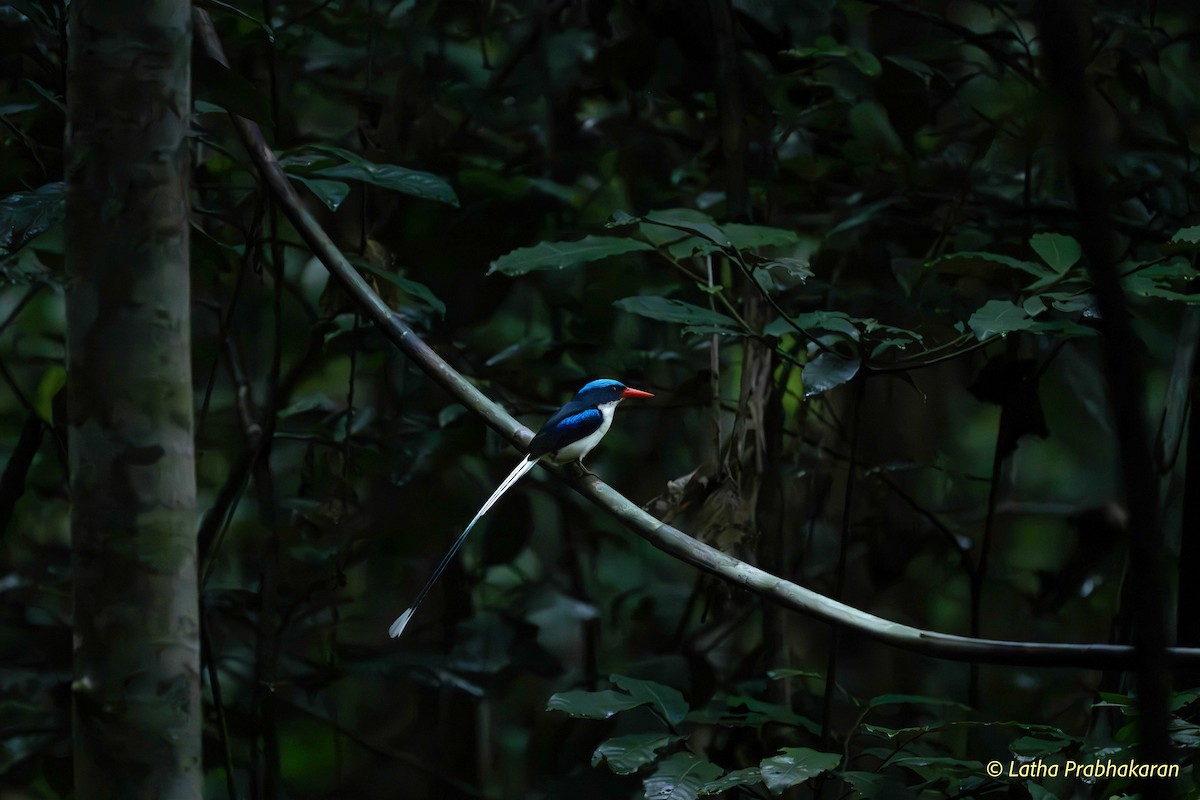 Common Paradise-Kingfisher - ML623025282