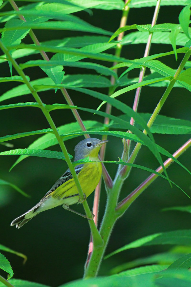 Magnolia Warbler - ML623025313