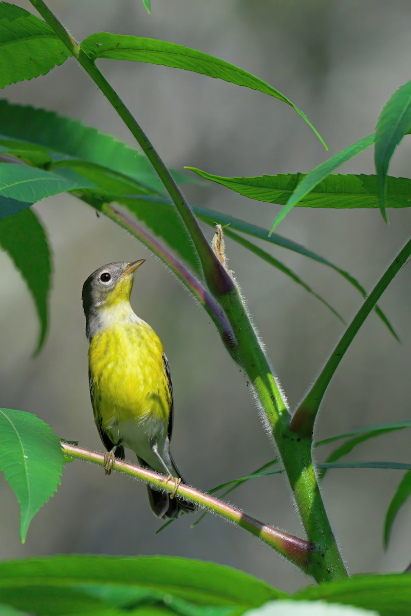 Magnolia Warbler - ML623025314