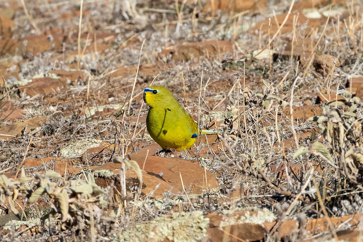 Elegant Parrot - ML623025333