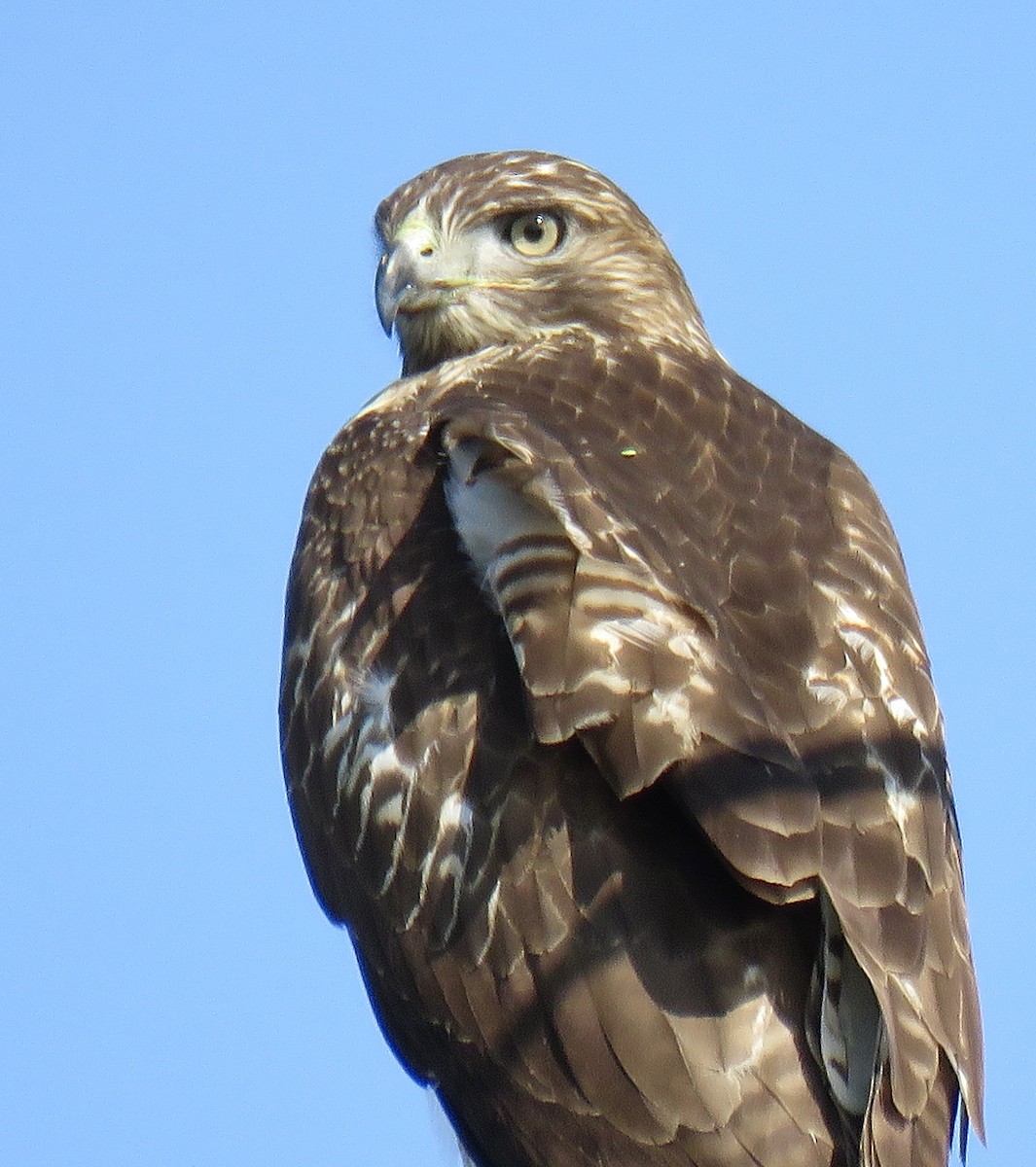 Red-tailed Hawk - ML623025352