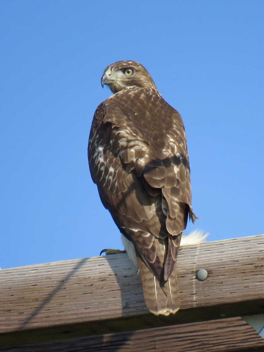 Red-tailed Hawk - ML623025353